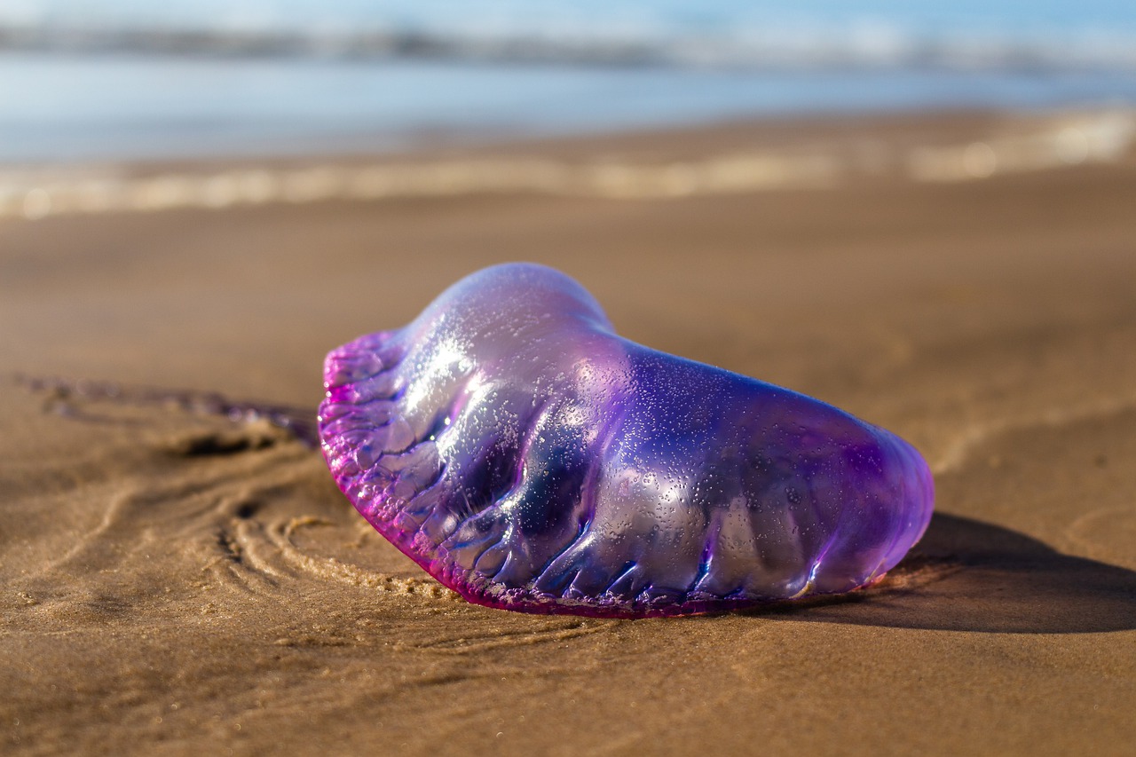 Une physalie sur la plage